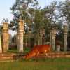 cow-and-ruins-anuradhapura-old-town