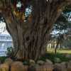 tree-and-stonework-anuradhapura