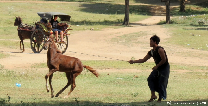 bagan-horse-cart-training