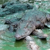 crocodile-battambang