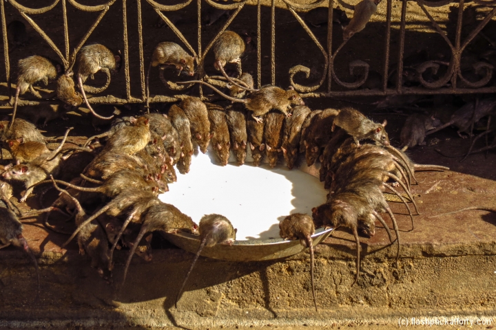 bikaner-rat-temple-feedling-time-india