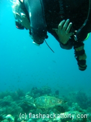 turtle-and-me-bohol-diving