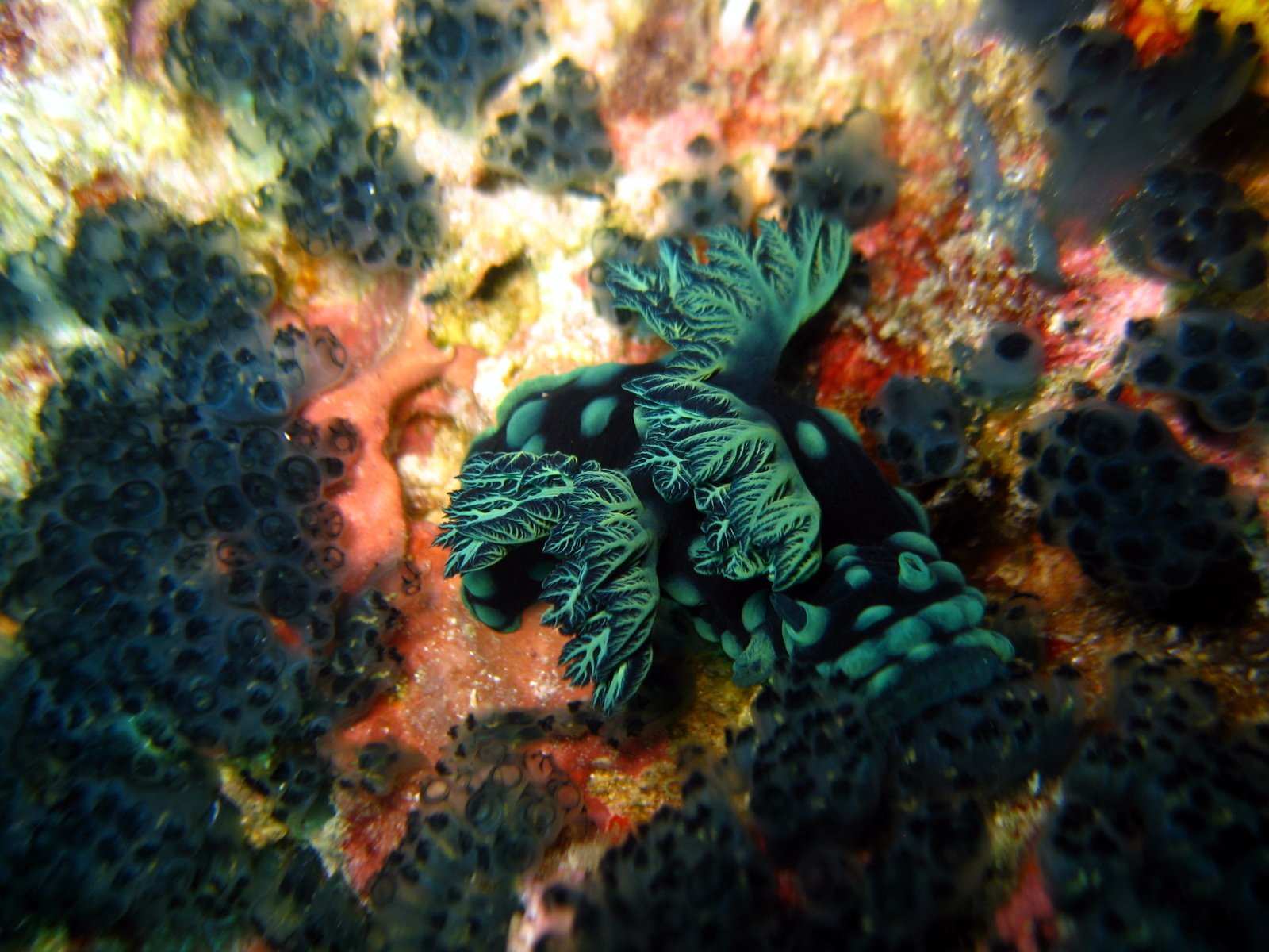 sea-snail-bohol-diving
