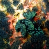 sea-snail-bohol-diving