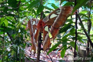 moth-tarsier-sanctuary-bohol