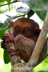 tarsier-monkey-bohol-eyes-open