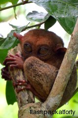 tarsier-monkey-bohol-eyes-open
