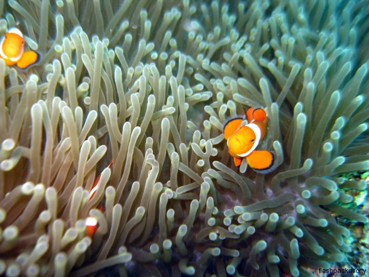 clown-fish-bohol-diving