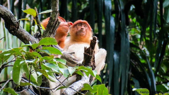 bako-national-park-monkeys