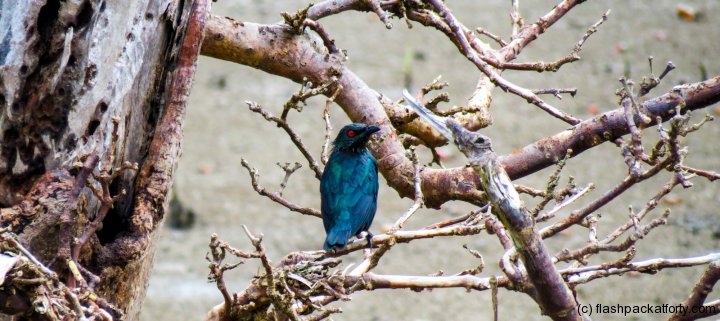 bird-life-bako-national-park-malaysia