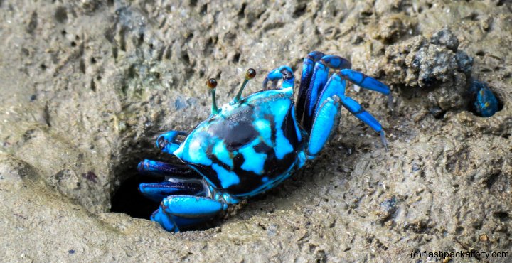 blue-crab-bako-national-park-beach