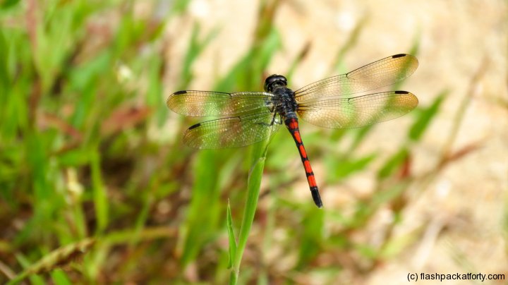 dragonfly-macro-bako-national-park