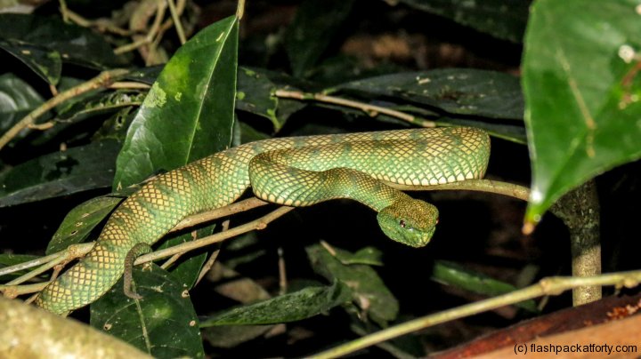 green-viper-bako-national-park-night-trek