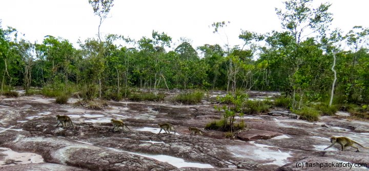 lintang-trail-macaque-monkey-train-bako-national-park