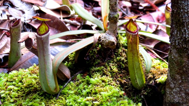 pitcher-plant-group-bako-national-park