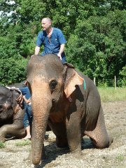 atop-elephant