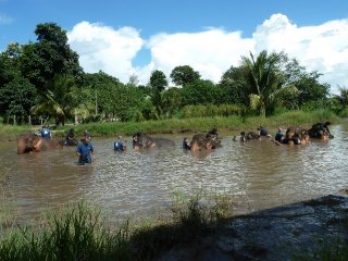 elephants-bathing