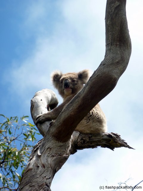koala-sunset-behind
