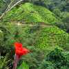 single-canna-and-tea-plantations