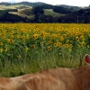 Cow Sunflower Field Miranda