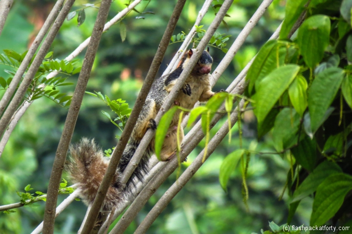 flying-squirral-sri-lanka