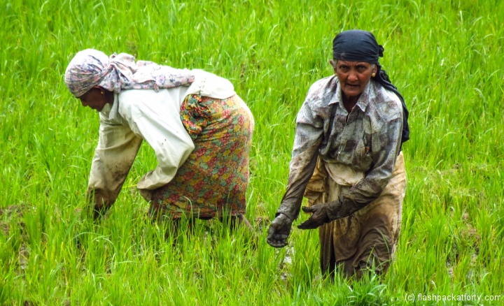 paddy-rice-workers-ella-sri-lanka