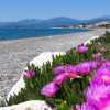 calis-beach-and-flowers