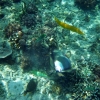multifish-gili-air