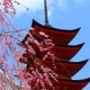 Miyajima five storey pagoda