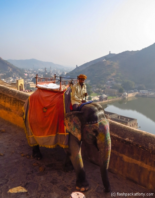 elephant-and-view-amber-for-jaipur