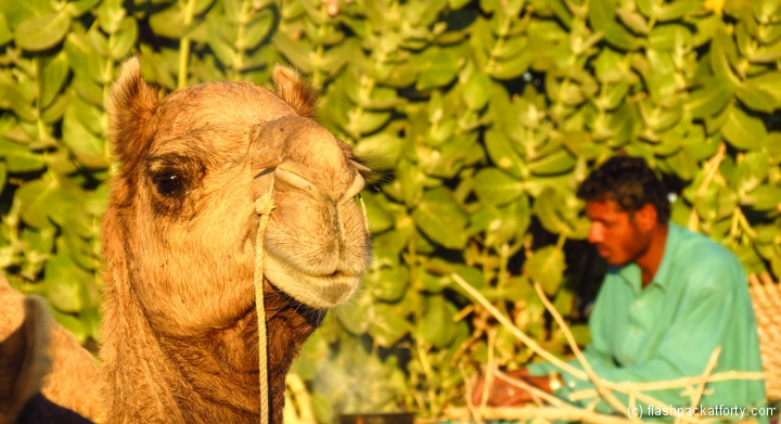 camel-and-camel-driver-portrait-jaisalmer-india