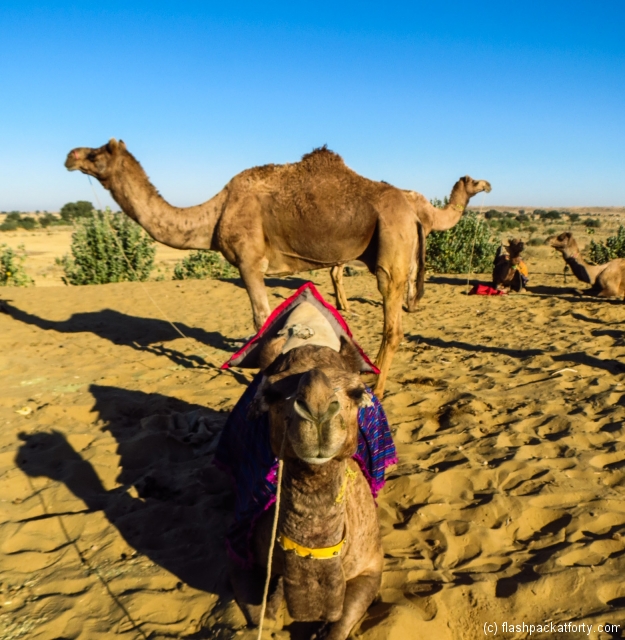 three-headed-camel-jaisalmer-desert