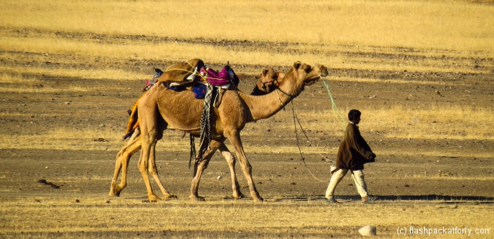 young-camel-driver-leads-camel-jaisalmer