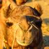 camel-nose-jewellery-jaisalmer
