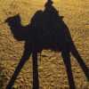 camel-shadow-jaisalmer-desert