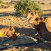 three-camels-jaisalmer-desert