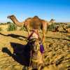 three-headed-camel-jaisalmer-desert