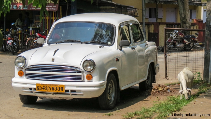 ambassador-car-and-goat-fort-kochi-india