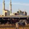 mandawa-mosque-and-cows