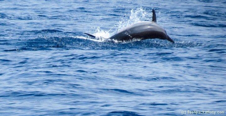 mirissa-dolphin-doing-natural-tricks