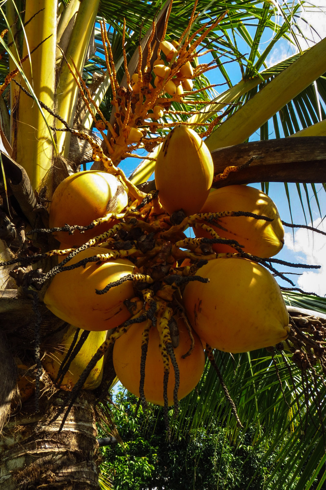 orange-king-coconut-sri-lanka