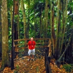 Mount Warning Forest