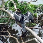 Unidentified Bird