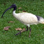 Bird big beak
