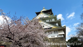 Osaka castle cherry blossom