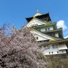 Osaka castle cherry blossom