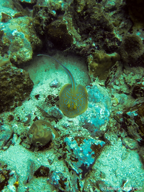 blue-spotted-stingray-perhentian