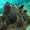 barrel-sponges-coral-and-fish-perhentian