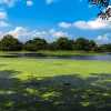 lake-at-polonnaruwa-with-algae
