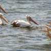 pelicans-at-polonnaruwa-lake